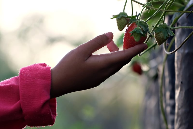 Fruit Picking Tips