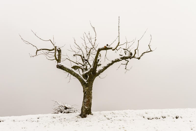 Pruning Basics