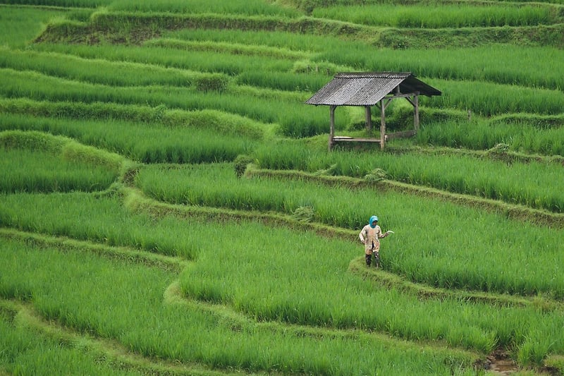 Rooftop Farming