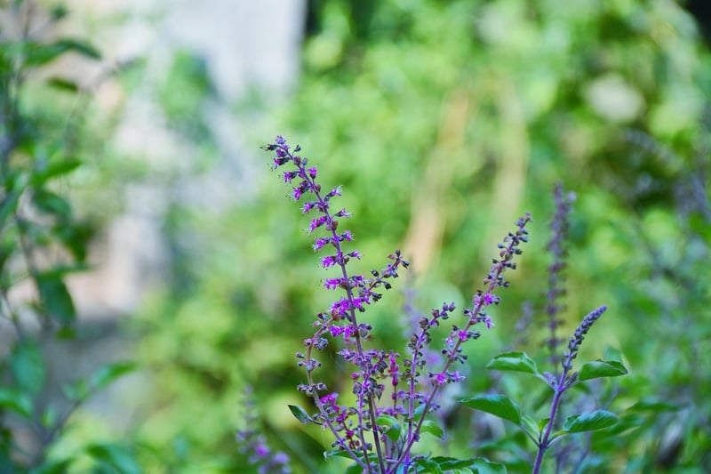 Oven Drying Herbs