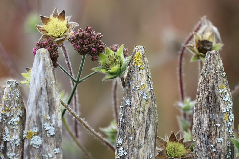 Pruning Basics