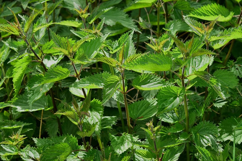 Microwave Drying Herbs